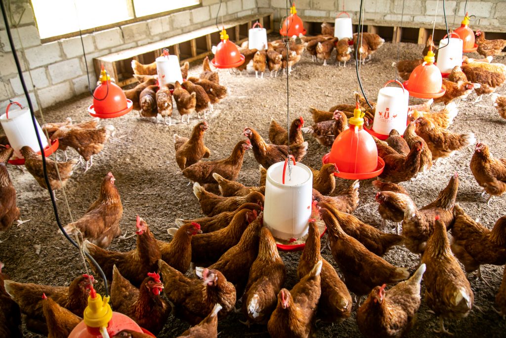 Lots of chickens in a chicken coop eating feed from handing feeders.