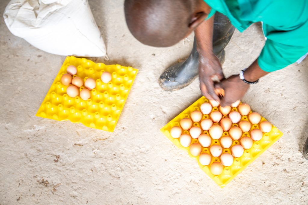 A Zambian man gathering eggs and putting them in a carton.