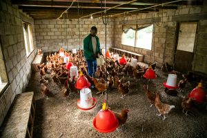 Zambian man taking care of chickens in a chicken coop.